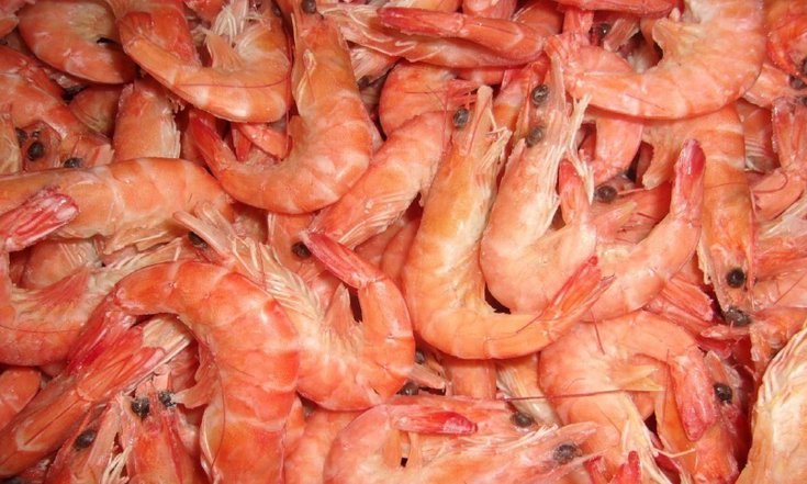 В Орловской области может быть организовано производство форели, креветок и шампиньонов