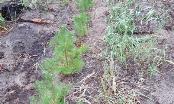 Фото: сайт администрация Тамбовской области www.tambov.gov.ru