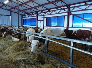 В Тамбовской области наблюдается рост производства молока