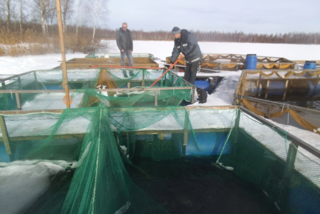 Реализация проекта по разведению сиговых рыб станет важным этапом развития аквакультуры в Ярославской области