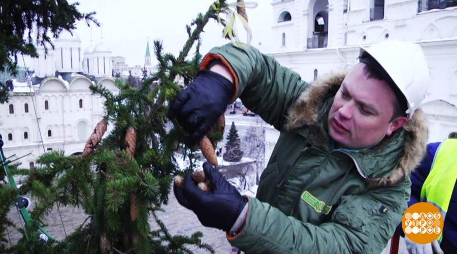 Кремлевская елка даст всходы в Калуге
