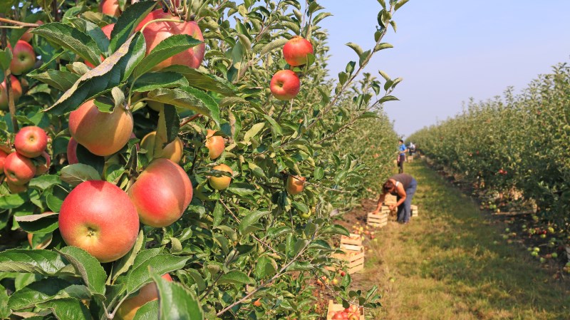 Тамбовский губернатор: Плодовые сады должны быть высажены в каждом районе