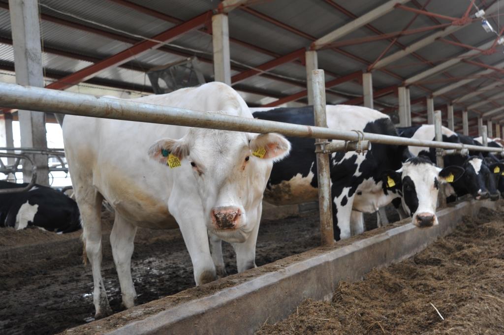 Валовое производство молока в Ярославской области  увеличилось на 5 процентов