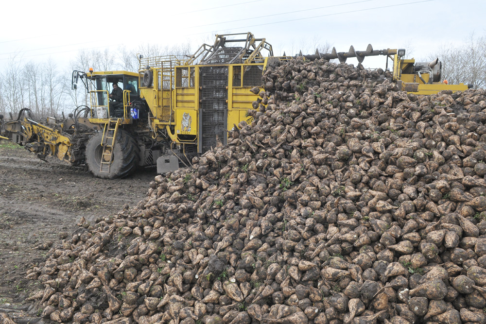 Пять миллионов тонн сахарной свеклы собрали аграрии Липецкой области