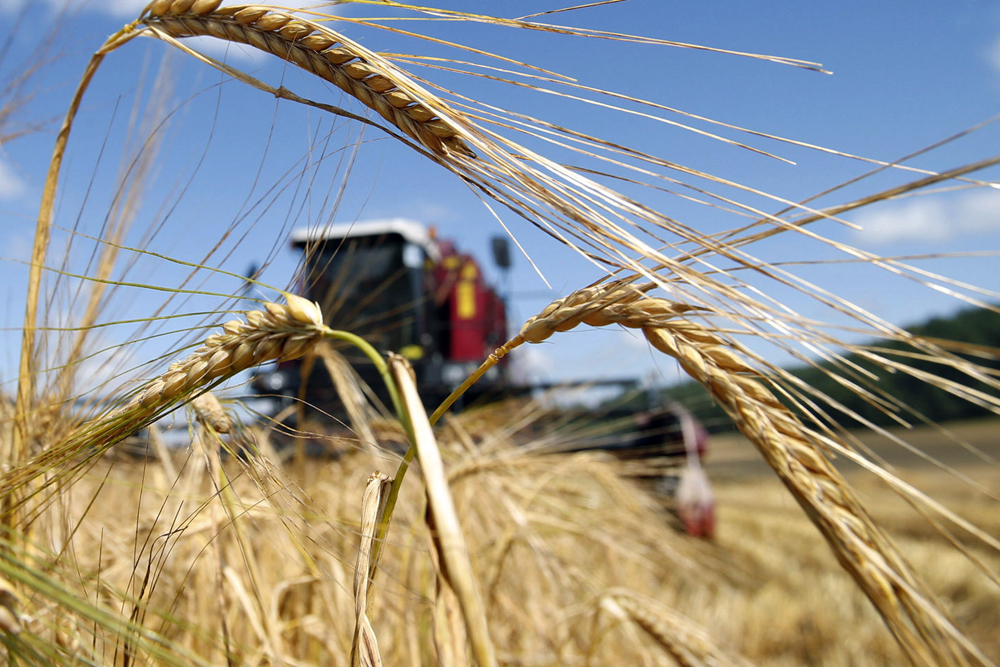 В Липецкой области убран первый миллион тонн зерновых
