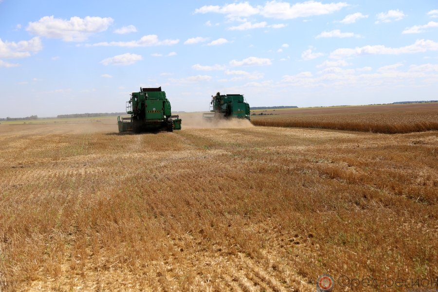 Общий намолот зерна орловских земледельцев в этом году превысил 3 млн 130 тысяч тонн