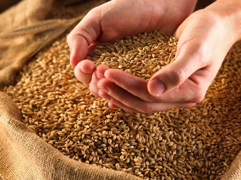 Союз орловских ученых и аграриев позволил региону в 2017 году вдвое увеличить сбор яровой пшеницы