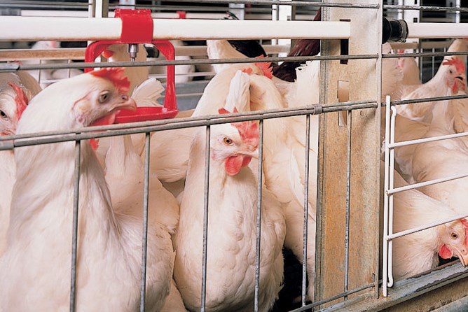 За два месяца объем производства мяса птицы в Ярославской области превысил прошлогодний показатель на 28 процентов