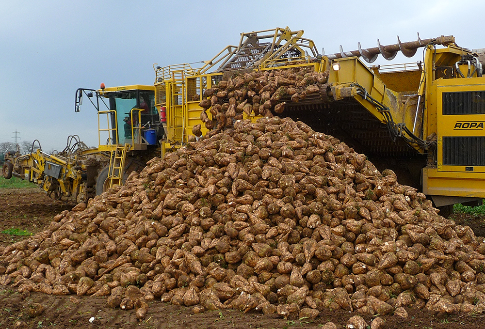 Планируемый урожай сахарной свеклы в этом году в Орловской области составит порядка 2 млн тонн