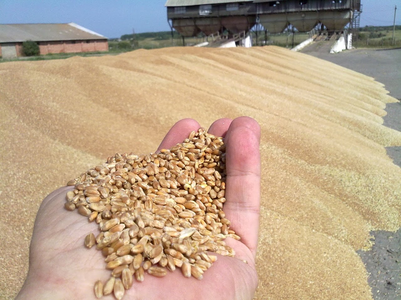 Минсельхоз поддержит льготами тамбовский проект по глубокой переработке зерна стоимостью 11 млрд рублей