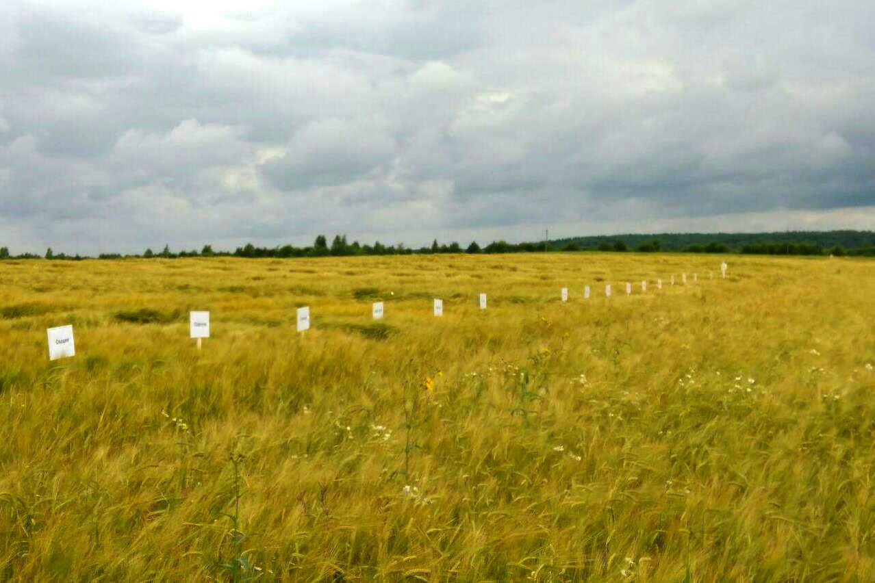В Ярославской области будут выращивать пивоваренный ячмень для «Карлсберга»