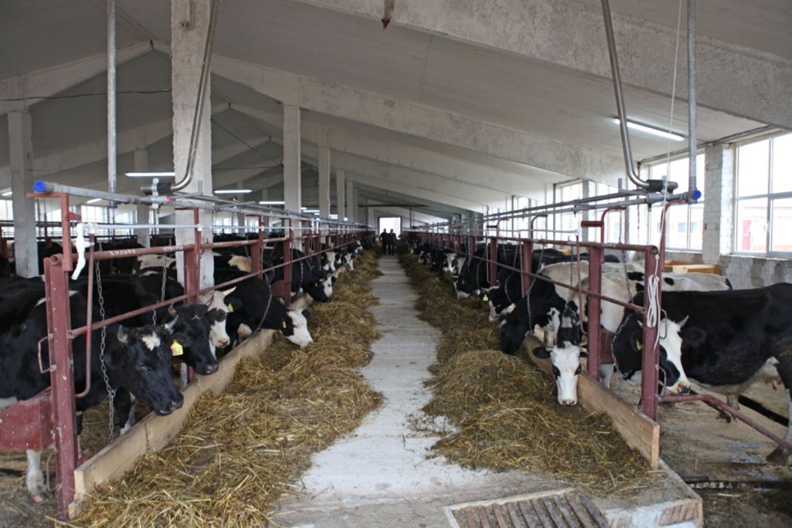 В Галичском районе Костромской области на средства гранта реконструирована молочная ферма