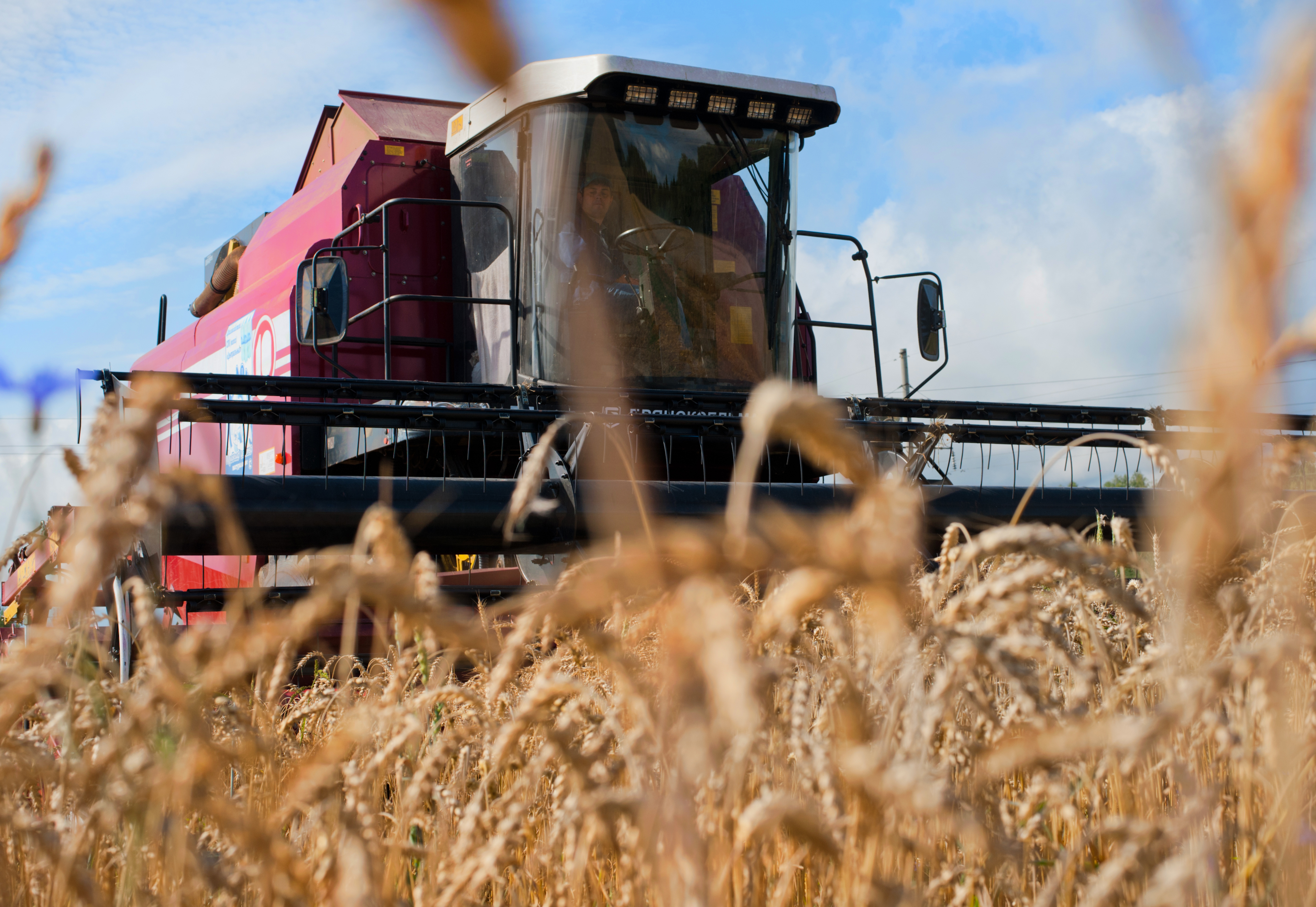 В регионе убрано зерновых с площади более 12 тыс. гектаров