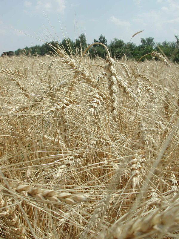 Общая посевная площадь зерновых культур в Орловской области в этом году превысит 865 тыс. гектаров
