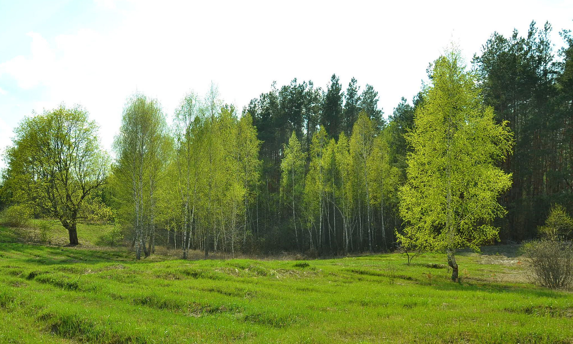 Брянская область признана успешной по эффективности использования лесных ресурсов