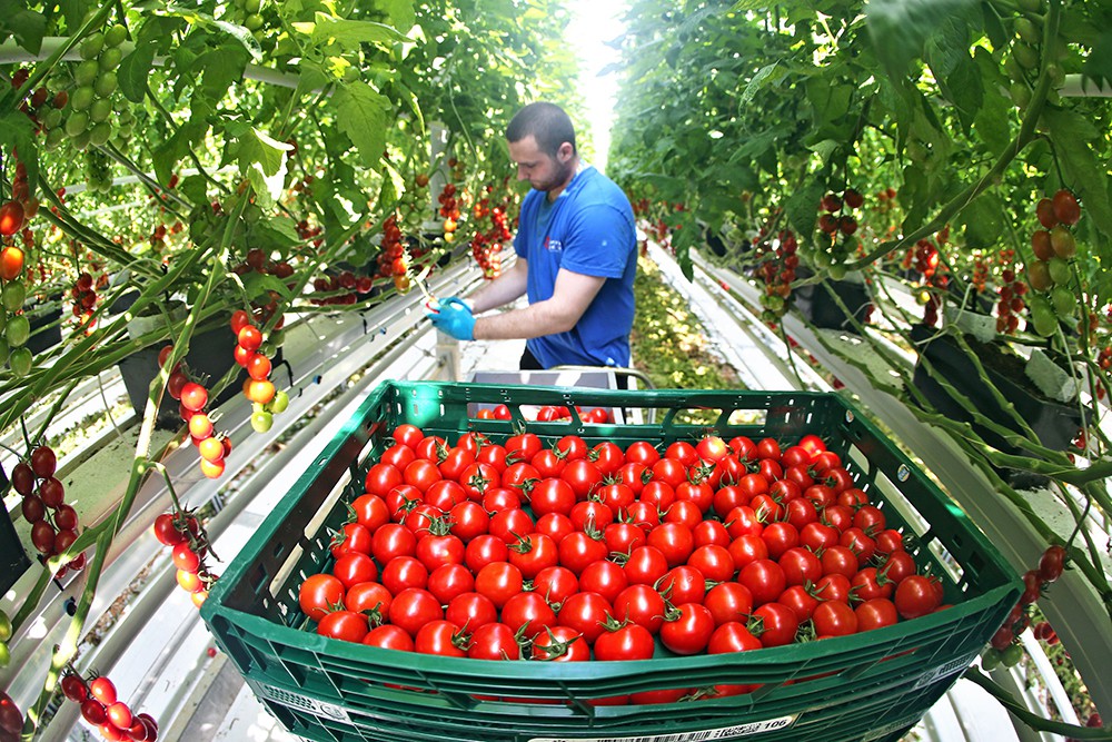 Инновационные теплицы Мичуринского ГАУ выдали рекордный урожай